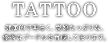 健康的で明るく、愛嬌たっぷりな、優秀なプードルを育成しております。